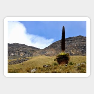 Pérou - Huaraz - Puya  Raymondii Sticker